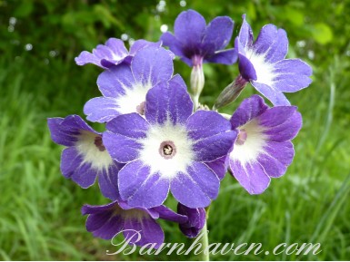 Primula alpicola 'Royal Blue'